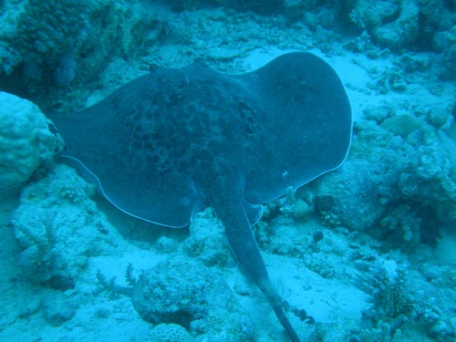 feathertail stingray.jpg